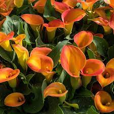 Orange calla blume samen for anpflanzung - perfect for borders, heirloom & gmo free samen for home garten
 
 sale samen for home garten