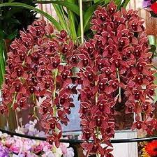 Dark rot orchid blume samen for anpflanzung - fragrant blossoms, heirloom & gmo free samen for home garten
 
 sale samen for home garten