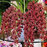 Dark rot orchid blume samen for anpflanzung - fragrant blossoms, heirloom & gmo free samen for home garten
 
 sale samen for home garten