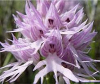 Lila pyramid monkey orchid blume samen for anpflanzung - garten favorite, heirloom & gmo free samen for home garten
 
 sale samen for anpflanzung in home garten