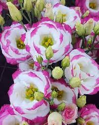 Sapphire rosa eustoma (lisianthus) blume samen for anpflanzung easy to grow heirloom & gmo free samen for home garten 
 
 sale samen for home garten anpflanzung