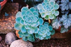 Sky blau echeveria purpusorum blume samen for anpflanzung - seasonal bloomer, heirloom & gmo free samen for home garten
 
 sale samen for home garten