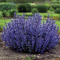 Blau Catmint Blumensamen zur Aussaat – Traditionssorte – ohne Gentechnik – Keimung biologisch Garten Samen