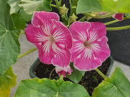 Stellulifera blume samen for anpflanzung cut blume favorite heirloom & gmo free samen for home garten
 
 sale samen for home garten anpflanzung