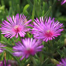 Lampranthus roseus blume samen for anpflanzung - premium quality, heirloom & gmo free samen for home garten
 
 sale samen for anpflanzung in home garten
