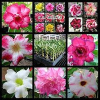Mixed adenium rose blume samen for anpflanzung - bright blooms, heirloom & gmo free samen for home garten
 
 sale samen for home garten
