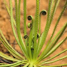 Drosophyllum lusitanicum carnivorous samen – heirloom non-gmo bright blooms for garten anpflanzung
 
 sale samen for home garten