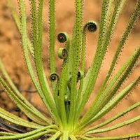 Drosophyllum lusitanicum carnivorous samen – heirloom non-gmo bright blooms for garten anpflanzung
 
 sale samen for home garten