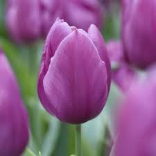 Lila odorous tulip blume samen for anpflanzung - compact growth, heirloom & gmo free samen for home garten
 
 sale for anpflanzung in home garten