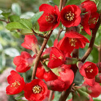 Rot chaenomeles japonica blume samen for anpflanzung - bright blooms, heirloom & gmo free samen for home garten
 
 sale samen for home garten