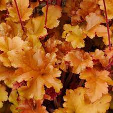 Orange heuchera blume samen for anpflanzung - long bloom season, heirloom & gmo free samen for home garten
 
 sale samen for home garten