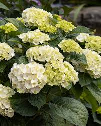 Seaside serenade bar harbor hydrangea blume samen for anpflanzung - fragrant blossoms, heirloom & gmo free samen for home garten
 
 sale for anpflanzung in home garten.