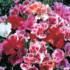 Mixed godetia grandiflora monarch blume samen for anpflanzung - sun loving, heirloom & gmo free samen for home garten
 
 sale samen for anpflanzung in home garten