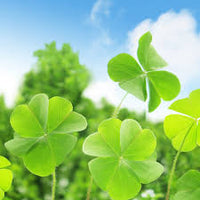 Mini Four Leaf Clover Blumensamen zur Aussaat – Garten beliebt – Traditionssorte & ohne Gentechnik Samen Hausgarten
