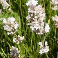 Provence Lavendel Weiß Blumensamen zur Aussaat – sonnenliebend – Traditionssorte & ohne Gentechnik Samen Hausgarten