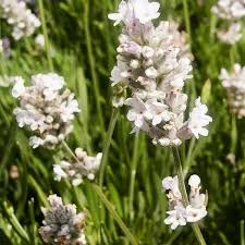 Provence Lavendel Weiß Blumensamen zur Aussaat – sonnenliebend – Traditionssorte & ohne Gentechnik Samen Hausgarten
