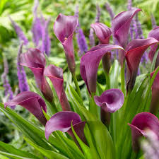 Calla Lila Blumensamen zur Aussaat – Landhaus Garten wichtig – Traditionssorte & ohne Gentechnik Samen Hausgarten