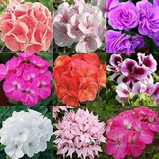 Mischung Pelargonium mehrjährig Blumensamen zur Aussaat – ideal Rabatten – Traditionssorte & ohne Gentechnik Samen Hausgarten