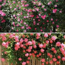 zart Rosa kletternd Rose Blumensamen zur Aussaat – Drought verträglich – Traditionssorte & ohne Gentechnik Samen Hausgarten