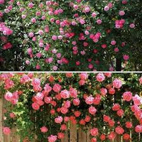 zart Rosa kletternd Rose Blumensamen zur Aussaat – Drought verträglich – Traditionssorte & ohne Gentechnik Samen Hausgarten