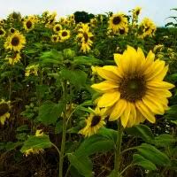 Gelb Helianthus Blumensamen zur Aussaat – Anzucht – Traditionssorte & ohne Gentechnik Samen Hausgarten