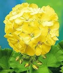 hell Gelb Geraniums Blumensamen zur Aussaat – kompakt Wuchs – Traditionssorte & ohne Gentechnik Samen Hausgarten