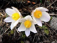 Weiß Pasque Blumensamen zur Aussaat – lang Blüte Saison – Traditionssorte & ohne Gentechnik Samen Hausgarten