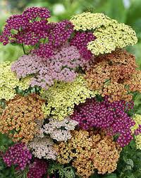 Gemischt Yarrow Blumensamen zur Aussaat – Anzucht – Traditionssorte & ohne Gentechnik Samen Hausgarten