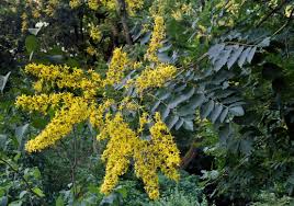 Golden Koelreuteria Blumensamen zur Aussaat – Bestäuber freundlich – Traditionssorte & ohne Gentechnik Samen Hausgarten
