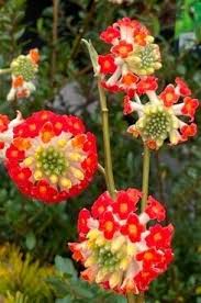Rot Edgeworthia Blumensamen zur Aussaat – Anzucht – Traditionssorte & ohne Gentechnik Samen Hausgarten
