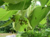 Pflanze American Basswood Samen ideal Gardening