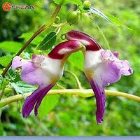 Parrot Orchidee Blumensamen zur Aussaat – Halbschatten verträglich – Traditionssorte & ohne Gentechnik Samen Hausgarten