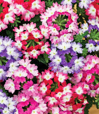 klein Rosa Eisenkraut Blumensamen zur Aussaat – Garten beliebt – Traditionssorte & ohne Gentechnik Samen Hausgarten