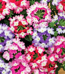 klein Rosa Eisenkraut Blumensamen zur Aussaat – Garten beliebt – Traditionssorte & ohne Gentechnik Samen Hausgarten