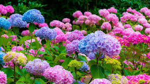 Hortensie hell Grün Blumensamen zur Aussaat – lang Blüte Saison – Traditionssorte & ohne Gentechnik Samen Hausgarten