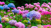 Hortensie hell Grün Blumensamen zur Aussaat – lang Blüte Saison – Traditionssorte & ohne Gentechnik Samen Hausgarten