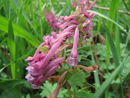 Rosa Corydalis Blumensamen zur Aussaat – sonnenliebend – Traditionssorte & ohne Gentechnik Samen Hausgarten