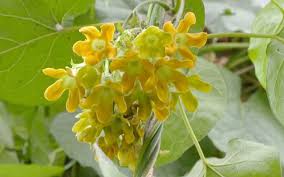 Telosma Cordata Blumensamen zur Aussaat – hochwertige Samen leuchtend Blüten
