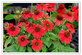 Kastanienrot Coneflower Blumensamen zur Aussaat – lang Blüte Saison – Traditionssorte & ohne Gentechnik Samen Hausgarten