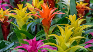 Gemischt Bromeliad Tillandsia Blumensamen zur Aussaat – Garten beliebt – Traditionssorte & ohne Gentechnik Samen Hausgarten