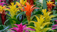 Gemischt Bromeliad Tillandsia Blumensamen zur Aussaat – Garten beliebt – Traditionssorte & ohne Gentechnik Samen Hausgarten