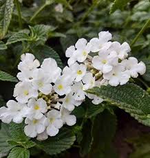 Weiß Wandelröschen Blumensamen zur Aussaat – Traditionssorte ohne Gentechnik biologisch Garten Samen – robust Sorte Keimung