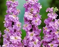 Lila & WhiteMatthiola Incana Blumensamen zur Aussaat – sonnenliebend – Traditionssorte & ohne Gentechnik Samen Hausgarten