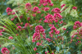 Rot Baldrian Centranthus Ruber Samen – Traditionssorte ohne Gentechnik kompakt blühend Samen Garten Aussaat