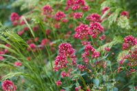 Rot Baldrian Centranthus Ruber Samen – Traditionssorte ohne Gentechnik kompakt blühend Samen Garten Aussaat