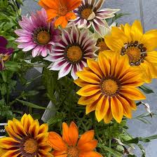 Mittagsgold Rot Orange Blumensamen zur Aussaat – Wildblume Mischung – Traditionssorte & ohne Gentechnik Samen Hausgarten