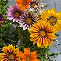 Mittagsgold Rot Orange Blumensamen zur Aussaat – Wildblume Mischung – Traditionssorte & ohne Gentechnik Samen Hausgarten