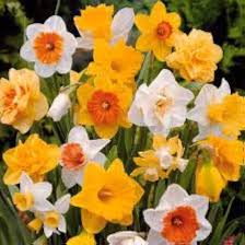 Narzisse Gelb Orange Blumensamen zur Aussaat – saisonal Dauerblüher – Traditionssorte & ohne Gentechnik Samen Hausgarten