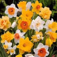 Narzisse Gelb Orange Blumensamen zur Aussaat – saisonal Dauerblüher – Traditionssorte & ohne Gentechnik Samen Hausgarten
