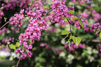 Rosa Redbud blühend Blumensamen zur Aussaat – Drought verträglich – Traditionssorte & ohne Gentechnik Samen Hausgarten